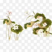 Ë®²Ê»¨¶äºÉ»¨ºÉÒ¶-¿ÕÈôÍø Ë®²Ê»¨¶äºÉ»¨ºÉÒ¶-¿ÕÈôÍø