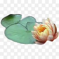 荷花荷叶手绘插画-空若网 荷花荷叶手绘插画-空若网