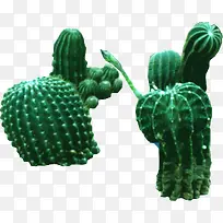 多个仙人球创意植物-空若网 多个仙人球创意植物-空若网