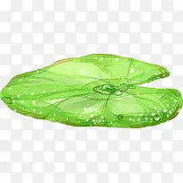 手绘立绘荷叶插画-空若网 手绘立绘荷叶插画-空若网