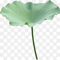 花径荷叶素材-空若网 花径荷叶素材-空若网