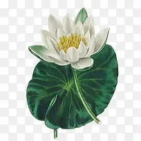 荷叶白色荷花-空若网 荷叶白色荷花-空若网