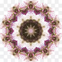 万花筒剪贴画-野花-空若网 万花筒剪贴画-野花-空若网