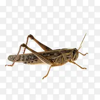 ��ɫ�����Ƹ�����ӰͼƬ-������