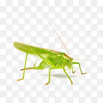 青色的蚂蚱摄影图片-空若网 青色的蚂蚱摄影图片-空若网