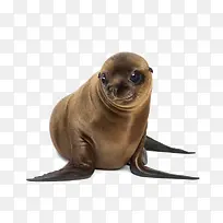 海豹摄影-空若网 海豹摄影-空若网