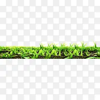 创意摄影绿色的草丛-空若网 创意摄影绿色的草丛-空若网