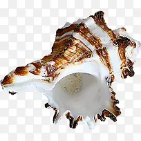 创意摄影海边的海螺效果-空若网 创意摄影海边的海螺效果-空若网