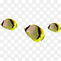 创意摄影海底世界的小丑鱼-空若网 创意摄影海底世界的小丑鱼-空若网