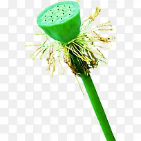 ������Ӱ��ɫ������-������