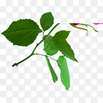 摄影创意绿色植物树叶效果-空若网 摄影创意绿色植物树叶效果-空若网