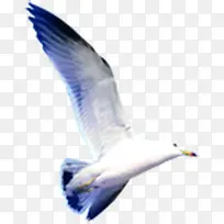 创意摄影海边上飞翔的海鸥-空若网 创意摄影海边上飞翔的海鸥-空若网