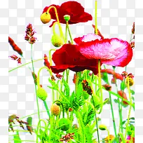 ������Ӱ��ɫ��õ�廨-������