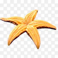 海边的海星摄影效果-空若网 海边的海星摄影效果-空若网