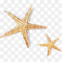 摄影夏天海边的海星-空若网 摄影夏天海边的海星-空若网