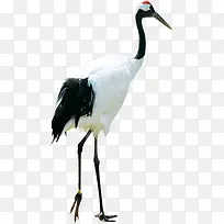 ������Ӱ�������ﵤ����-������