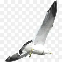 高清摄影海边的白鹭海鸥-空若网 高清摄影海边的白鹭海鸥-空若网