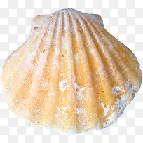 摄影沙滩贝壳白底图效果-空若网 摄影沙滩贝壳白底图效果-空若网