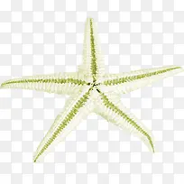 摄影海星海报效果-空若网 摄影海星海报效果-空若网
