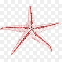 摄影夏日海报海星-空若网 摄影夏日海报海星-空若网