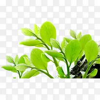 ��Ӱ��ľ�ݴԺ���Ч��ͼ-������