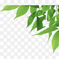 摄影手绘绿叶效果-空若网 摄影手绘绿叶效果-空若网