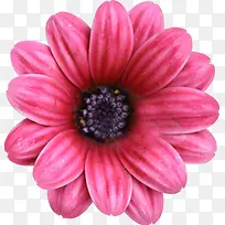 ��Ӱ��ɫ��������-������