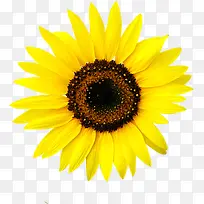 摄影黄色花朵效果-空若网 摄影黄色花朵效果-空若网