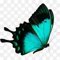 摄影夏日蝴蝶效果设计-空若网 摄影夏日蝴蝶效果设计-空若网