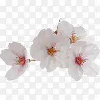 摄影夏日海报白色花朵设计-空若网 摄影夏日海报白色花朵设计-空若网