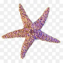 摄影海边沙滩海星-空若网 摄影海边沙滩海星-空若网