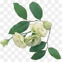 ��Ӱ�ֻ�ֲ����ҶҶ�ӻ���-������