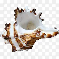 ��Ӱˮĸ����ɳ̲����-������