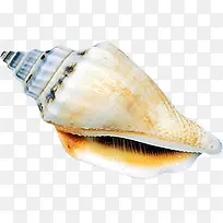 摄影夏日贝壳效果-空若网 摄影夏日贝壳效果-空若网