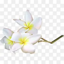 摄影夏日海报花朵-空若网 摄影夏日海报花朵-空若网