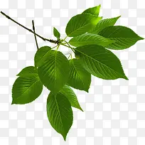 ��Ӱ������ҶЧ�����-������