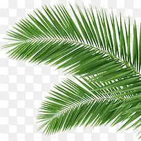 摄影绿色树叶效果图-空若网 摄影绿色树叶效果图-空若网