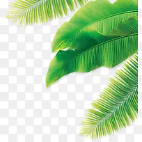 摄影夏日清新棕叶效果-空若网 摄影夏日清新棕叶效果-空若网