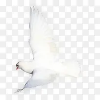 效果白色和平鸽摄影图-空若网 效果白色和平鸽摄影图-空若网