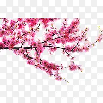 ��Ӱõ��ɫ������֦Ч��-������