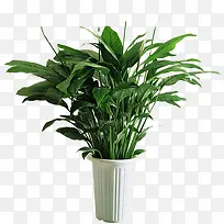 摄影海报瓶子树叶设计效果-空若网 摄影海报瓶子树叶设计效果-空若网