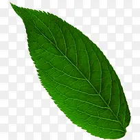 绿色植物树叶效果摄影-空若网 绿色植物树叶效果摄影-空若网