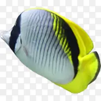 摄影夏日海底海洋鱼设计-空若网 摄影夏日海底海洋鱼设计-空若网