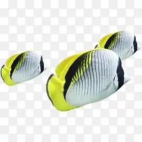 摄影海底夏日鱼群-空若网 摄影海底夏日鱼群-空若网