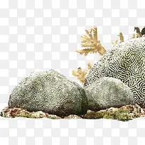 海底摄影海洋石头珊瑚-空若网 海底摄影海洋石头珊瑚-空若网