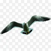 摄影大雁效果飞翔图-空若网 摄影大雁效果飞翔图-空若网