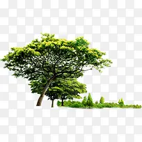 摄影沙滩植物树木-空若网 摄影沙滩植物树木-空若网