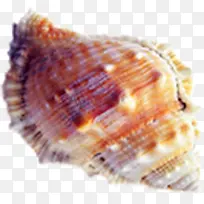 摄影海边沙滩贝壳效果图-空若网 摄影海边沙滩贝壳效果图-空若网