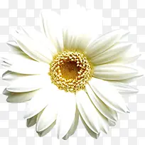 ��Ӱ���հ�ɫ����-������