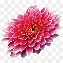 摄影红色夏日花朵-空若网 摄影红色夏日花朵-空若网